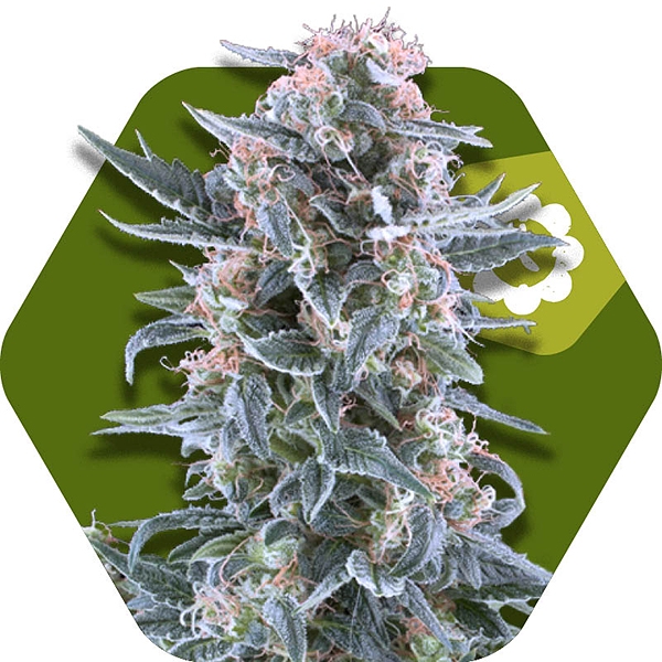 Blueberry Auto-florissantes Graines de Cannabis