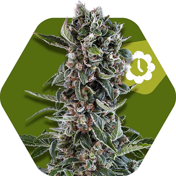 Blueberry Cheese Autoflorissantes