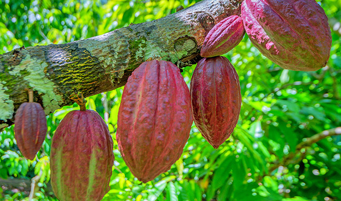 CACAOTIER