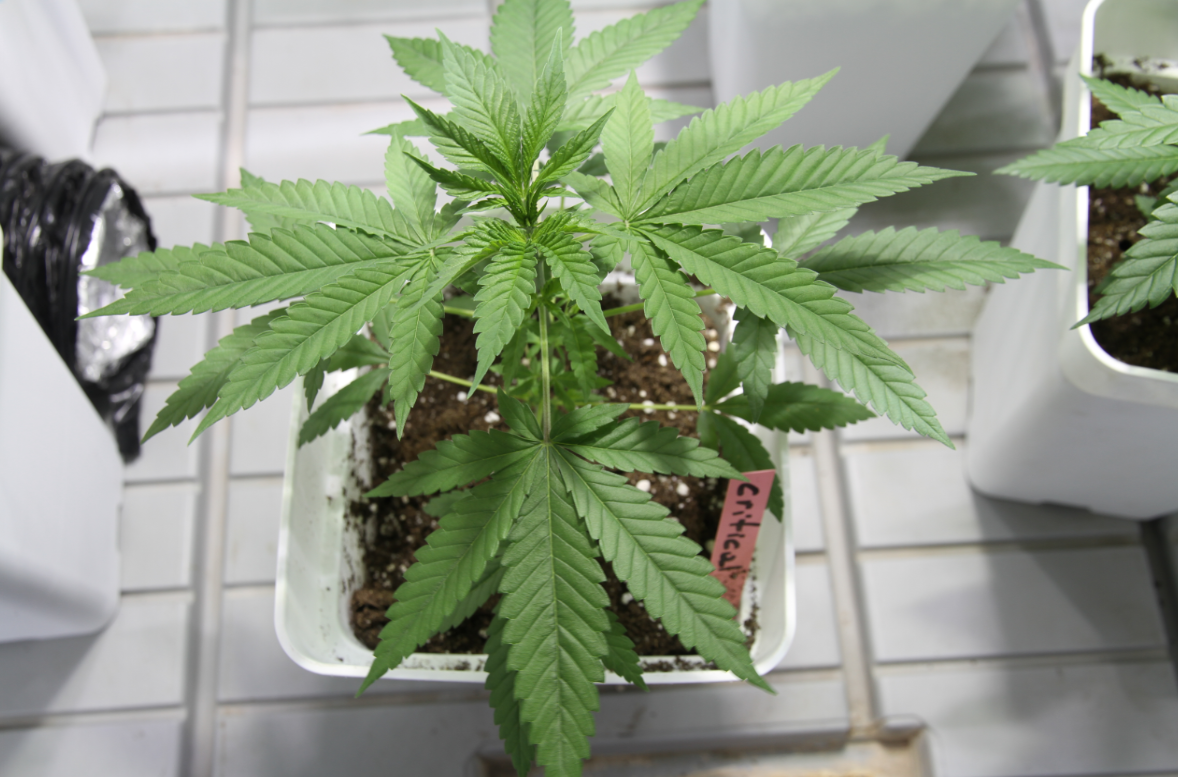 fierté critique plante de cannabis