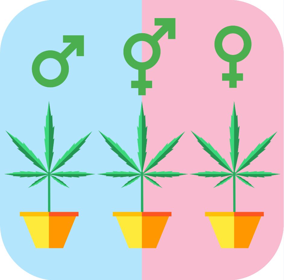 Que Faire Avec Un Plant Male 21