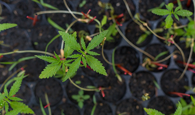 Comment Sélectionner Et Conserver Vos Propres Génétiques De Cannabis