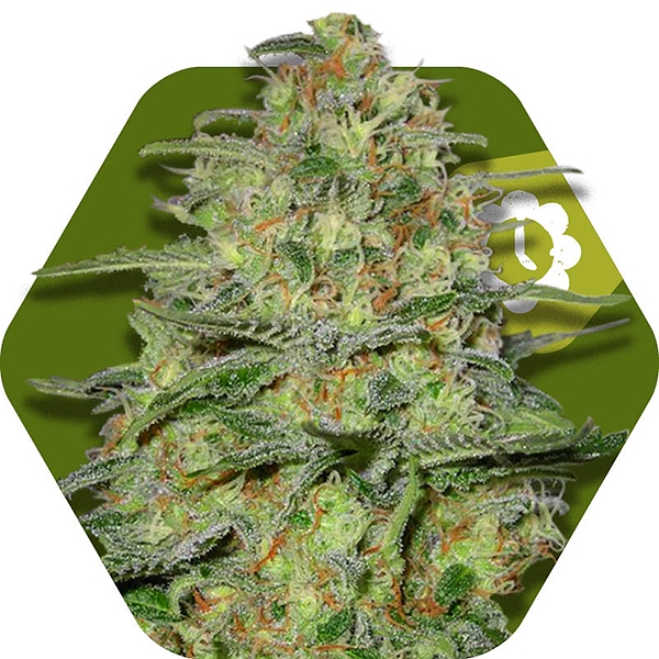 Green Monster Auto-florissantes