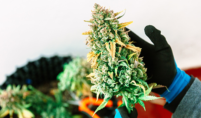 Les Meilleurs Moyens D'augmenter Ses Récoltes De Cannabis 