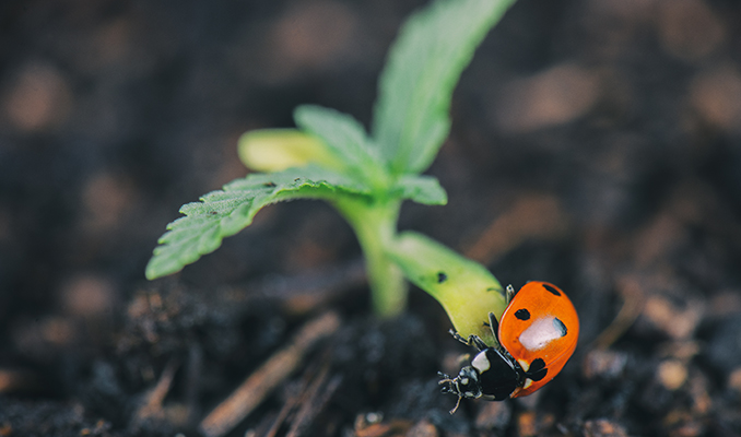 Méthodes Organiques De Lutte Contre Les Nuisibles Pour Les Plants De Cannabis