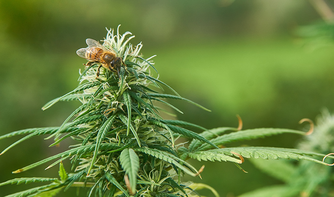 Cultiver Du Cannabis En Extérieur : De Quelle Quantité De Lumière Les Plant