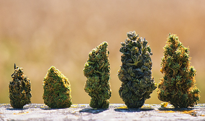 Un Guide Pour Mélanger Différentes Variétés De Cannabis Ensemble 