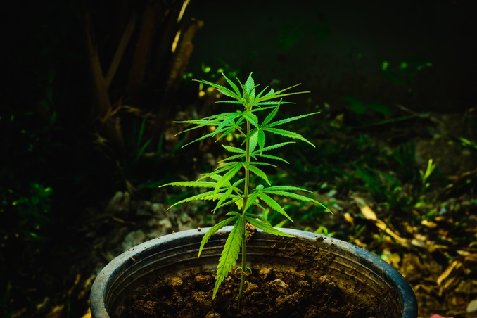 Cannabis Plant