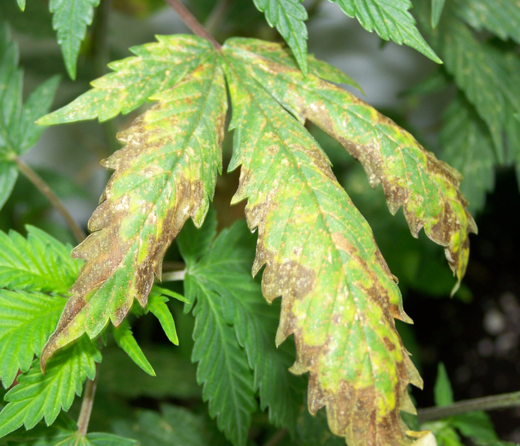 Potassium déficit cannabis