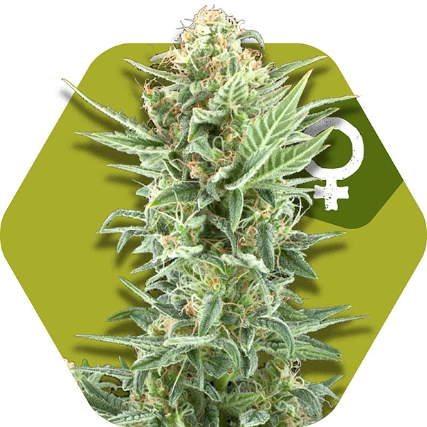 Power Kush graines de cannabis féminisées