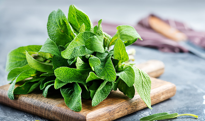 Top 10 Des Alternatives Au Tabac Pour Les Joints