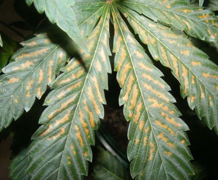 Trop de nutriments brûlure des feuilles