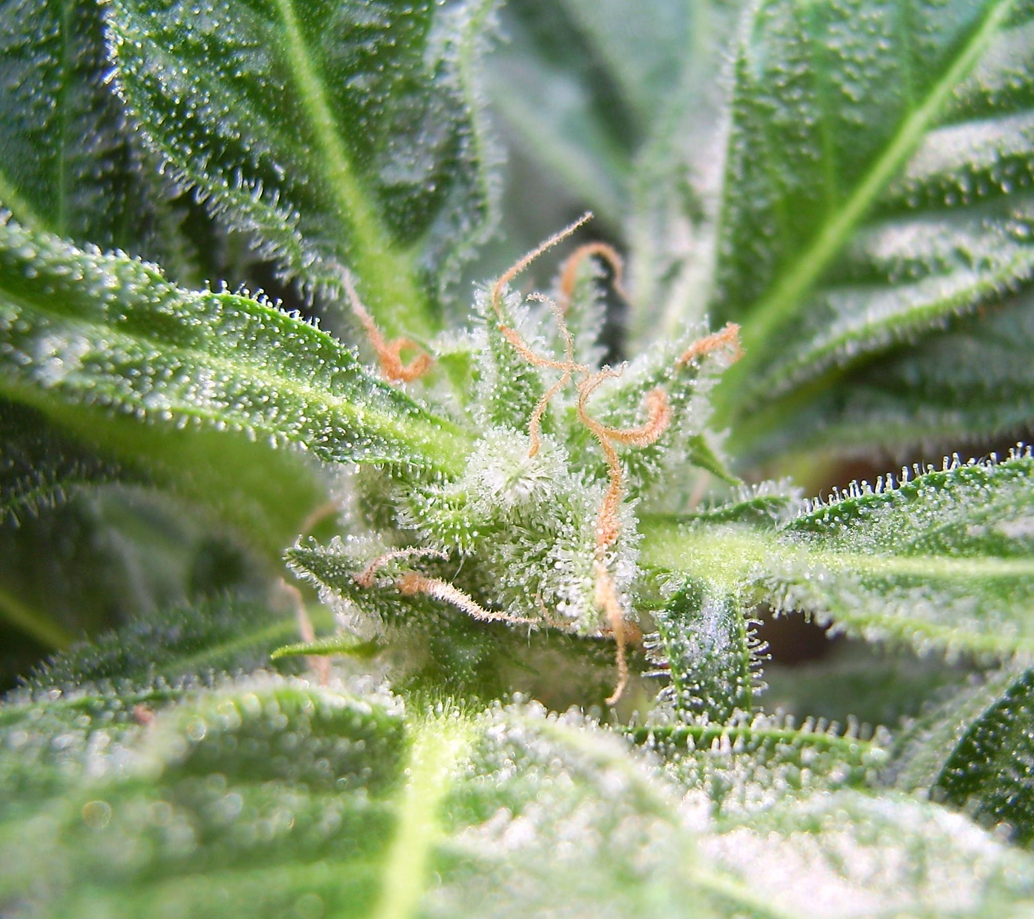 Trichomes