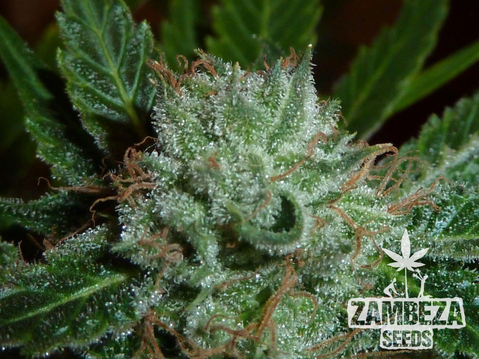 Zambeza Seeds White Widow